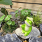Cute Frog Fishing Figurine Whimsical Resin Frog Statue For Outdoor Garden Decor 3