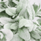 10PCS Artificial Lambs Ear Stems Realistic Faux Greenery For Wedding Bouquets Home Decor 3