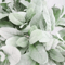 10PCS Artificial Lambs Ear Stems Realistic Faux Greenery For Wedding Bouquets Home Decor 3