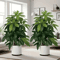 LushLife Realistic Artificial Money Tree Palm For Indoor Outdoor Decor 0