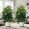 LushLife Realistic Artificial Money Tree Palm For Indoor Outdoor Decor 0