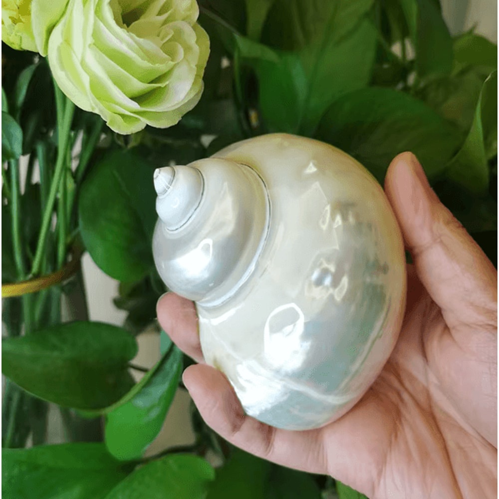 OceanAura Natural Large Hermit Crab Turbo Shells For Coastal Decor Vase Fillers 2