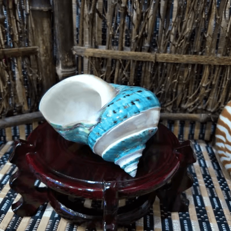 OceanAura Natural Large Hermit Crab Turbo Shells For Coastal Decor Vase Fillers 4