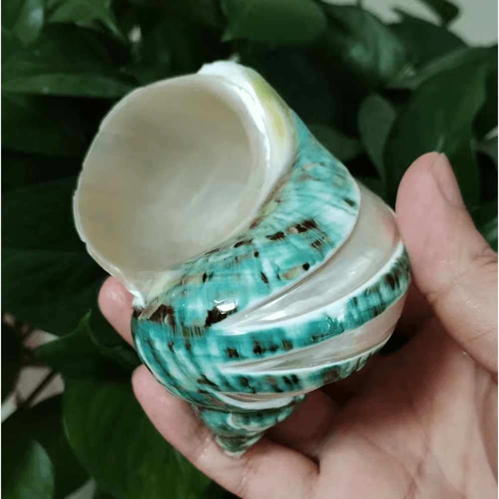 OceanAura Natural Large Hermit Crab Turbo Shells For Coastal Decor Vase Fillers 5