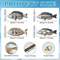 OceanCraft 4PCS Wooden Fish Wall Decor Marine Style Carved Hanging Art 4