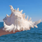 OceanTreasure Large Murex Ramosus Shell Natural Conch Decor For Home Events 0