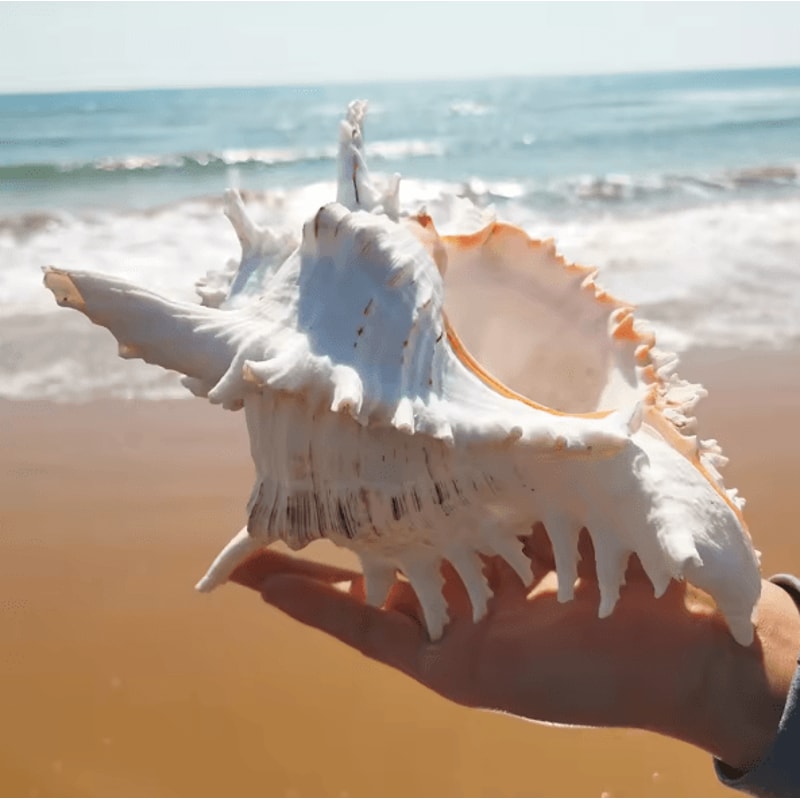 OceanTreasure Large Murex Ramosus Shell Natural Conch Decor For Home Events 2