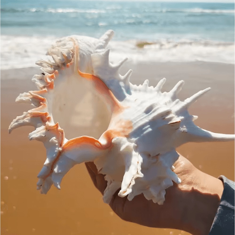 OceanTreasure Large Murex Ramosus Shell Natural Conch Decor For Home Events 3