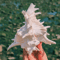 OceanTreasure Large Murex Ramosus Shell Natural Conch Decor For Home Events 4