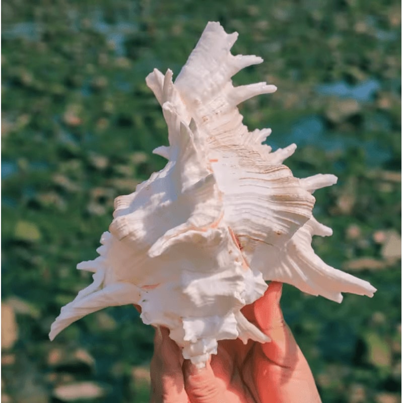 OceanTreasure Large Murex Ramosus Shell Natural Conch Decor For Home Events 4