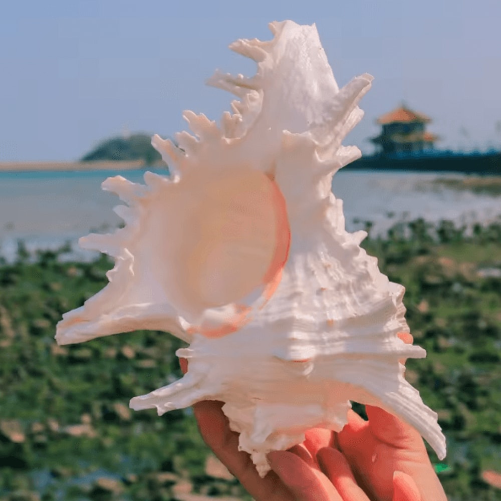 OceanTreasure Large Murex Ramosus Shell Natural Conch Decor For Home Events 5