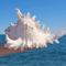OceanTreasure Large Murex Ramosus Shell Natural Conch Decor For Home Events 6