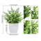 ZenBloom Artificial Bonsai Decor Vivid NonFading Tabletop Plant Centerpiece 1