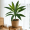 TropiDraca 17Leaf Artificial Dracaena Plant 177 Inch Tropical Palm Decor Branch 2