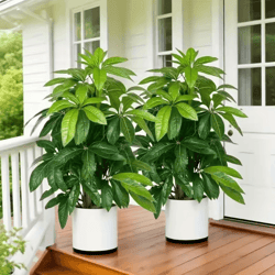 greenaura artificial money tree palm large tropical plant decor for indoor & outdoor spaces