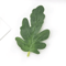 50PCS Artificial Watermelon Leaves DIY Craft Greenery For Weddings Scrapbooking Decor 6