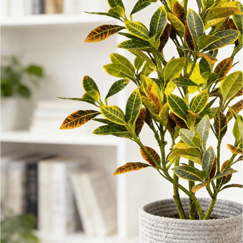Large Artificial Banyan Tree Ficus Plant Realistic Tropical Indoor Decor 4