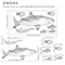 Watercolor Shark Wall Decals 3D Ocean Animal Stickers For Kids Room Nursery Decor 8