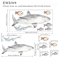 Watercolor Shark Wall Decals 3D Ocean Animal Stickers For Kids Room Nursery Decor 8
