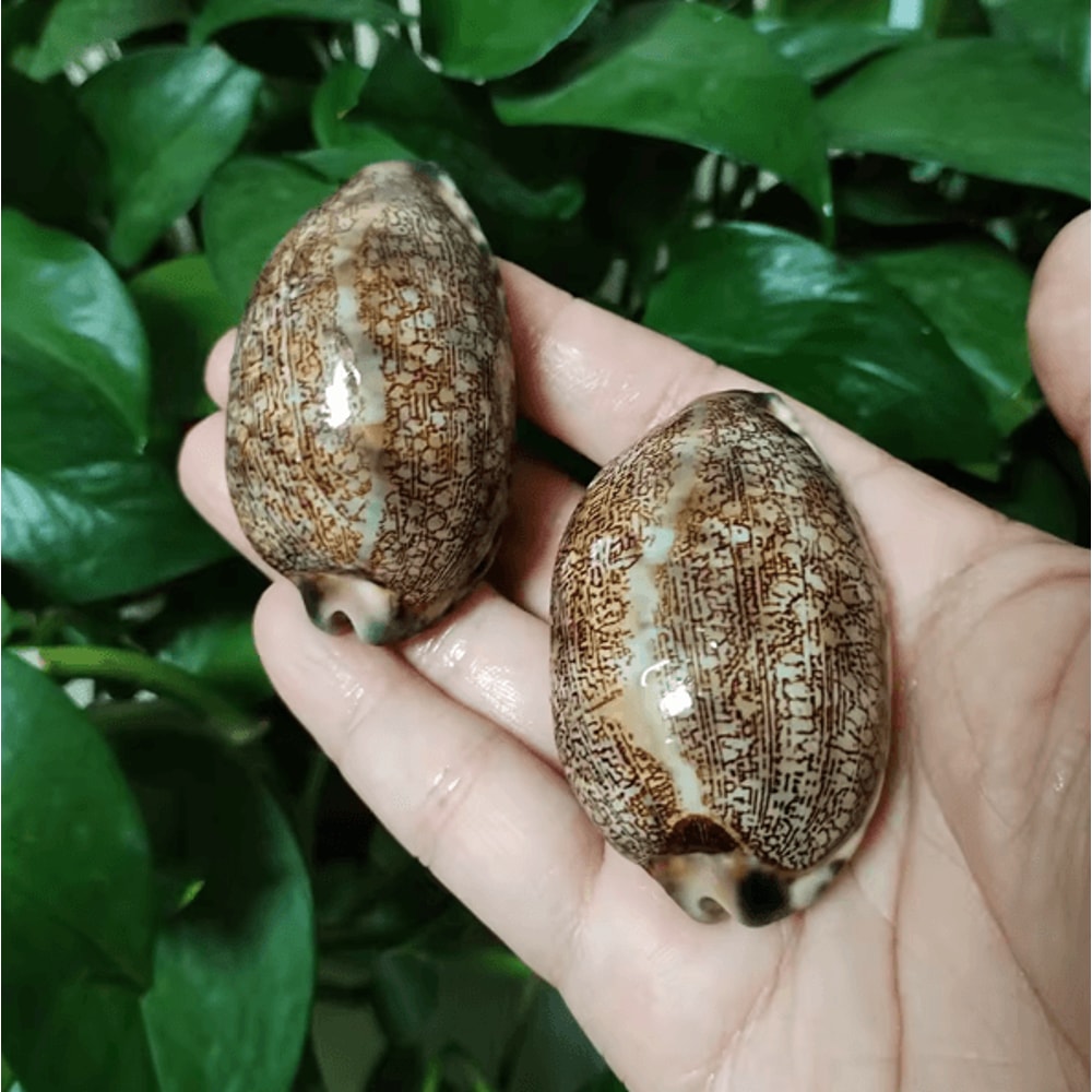 Natural Arabian Cowrie Shells Authentic Seashells For DIY Crafts Jewelry Beach Decor 1