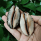 Natural Arabian Cowrie Shells Authentic Seashells For DIY Crafts Jewelry Beach Decor 2