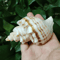 Natural Neptunea Cumingii Conch Shell Large Sea Shell Specimen For Decor DIY Crafts 0