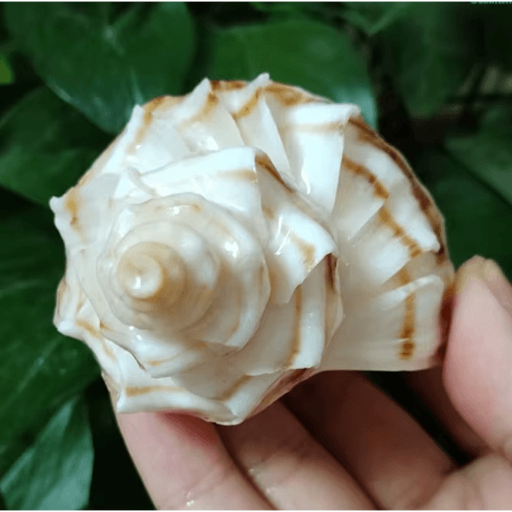 Natural Neptunea Cumingii Conch Shell Large Sea Shell Specimen For Decor DIY Crafts 1