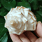 Natural Neptunea Cumingii Conch Shell Large Sea Shell Specimen For Decor DIY Crafts 1