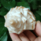Natural Neptunea Cumingii Conch Shell Large Sea Shell Specimen For Decor DIY Crafts 1