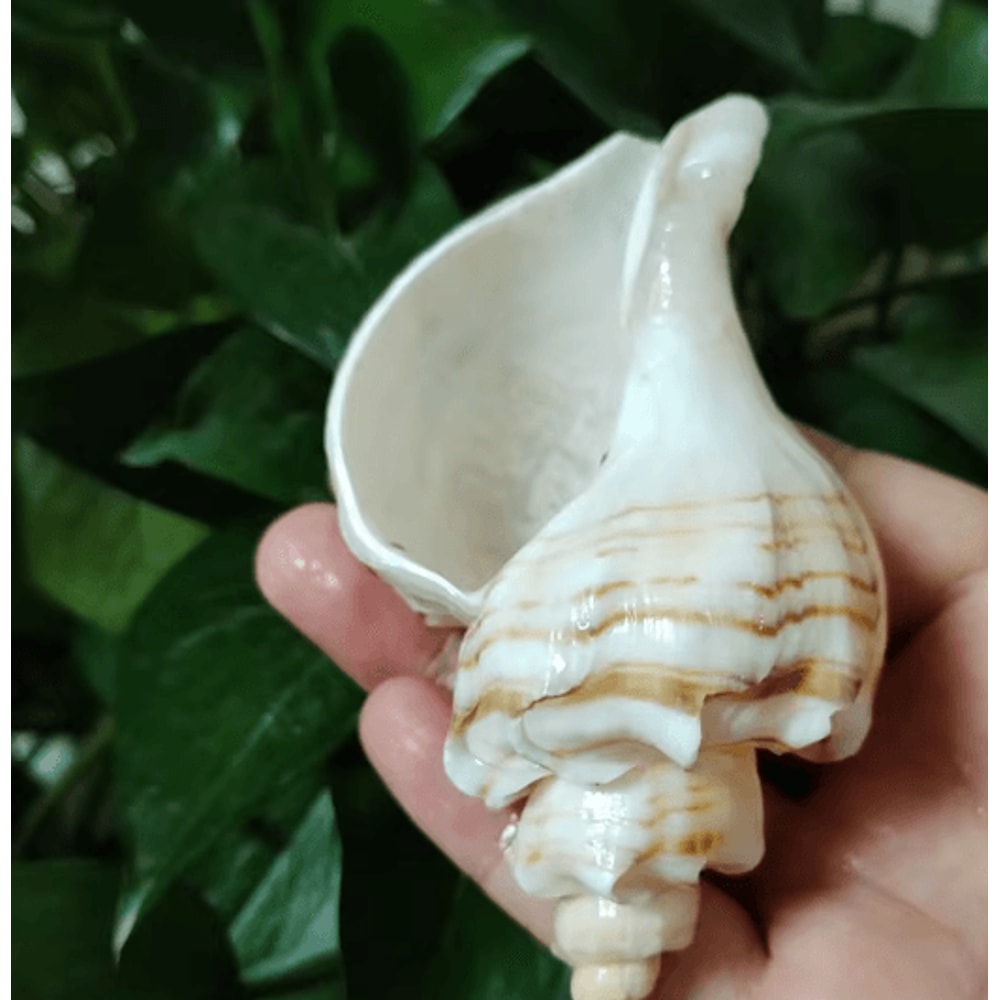 Natural Neptunea Cumingii Conch Shell Large Sea Shell Specimen For Decor DIY Crafts 2