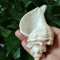 Natural Neptunea Cumingii Conch Shell Large Sea Shell Specimen For Decor DIY Crafts 2