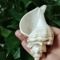 Natural Neptunea Cumingii Conch Shell Large Sea Shell Specimen For Decor DIY Crafts 2