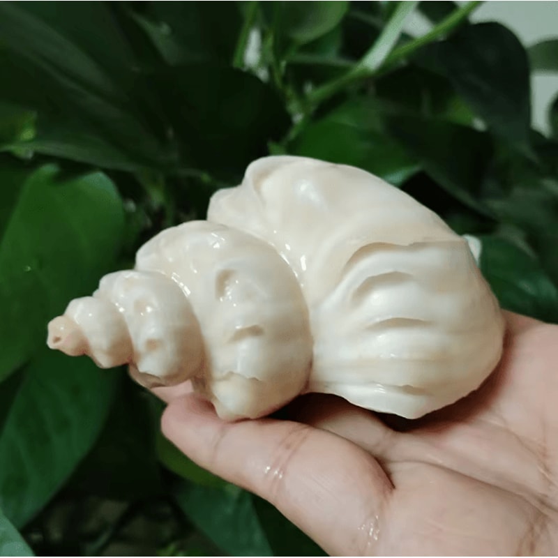 Natural Neptunea Cumingii Conch Shell Large Sea Shell Specimen For Decor DIY Crafts 3