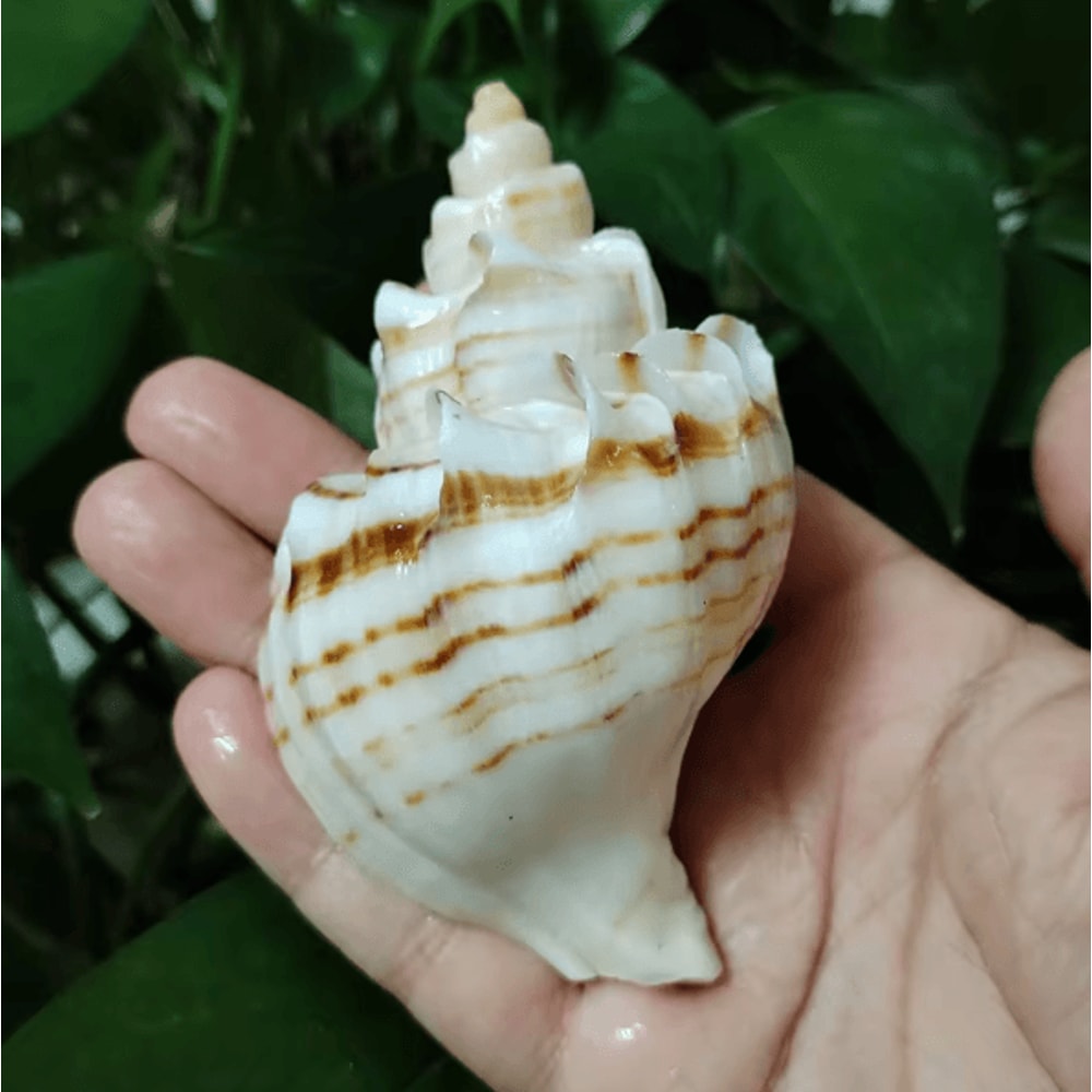Natural Neptunea Cumingii Conch Shell Large Sea Shell Specimen For Decor DIY Crafts 4