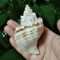 Natural Neptunea Cumingii Conch Shell Large Sea Shell Specimen For Decor DIY Crafts 4