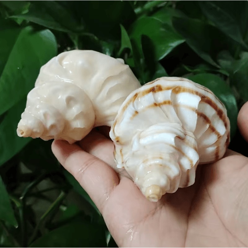 Natural Neptunea Cumingii Conch Shell Large Sea Shell Specimen For Decor DIY Crafts 5