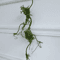 Artificial Rattan Vine Branches Hanging Rustic Wall Decor For Weddings Home Styling 4