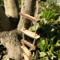 Mini Wooden Fairy Bridge Rope Ladder Whimsical Garden Decor For Mini Landscapes Photography 1