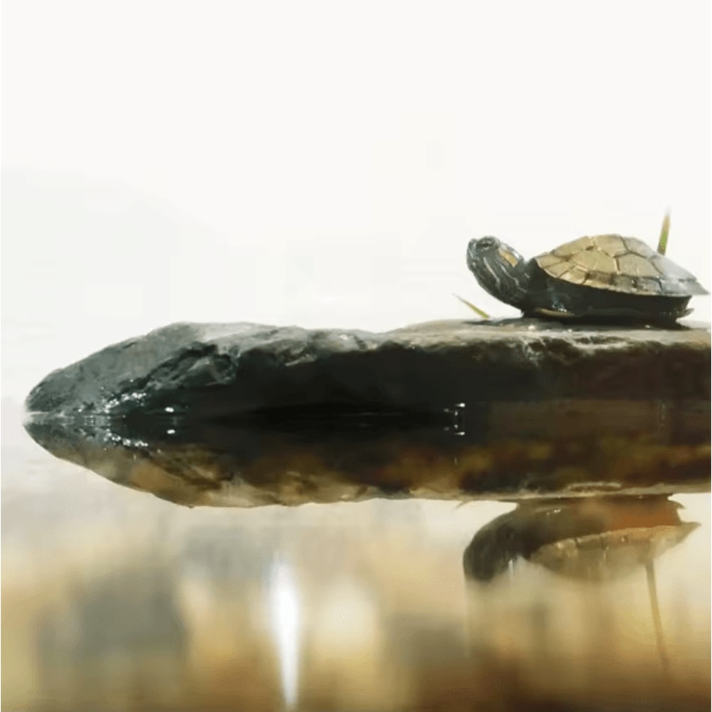 Creative Reptile Basking Platform And Resin Rest Cave For Turtle And Terrarium Habitats 0