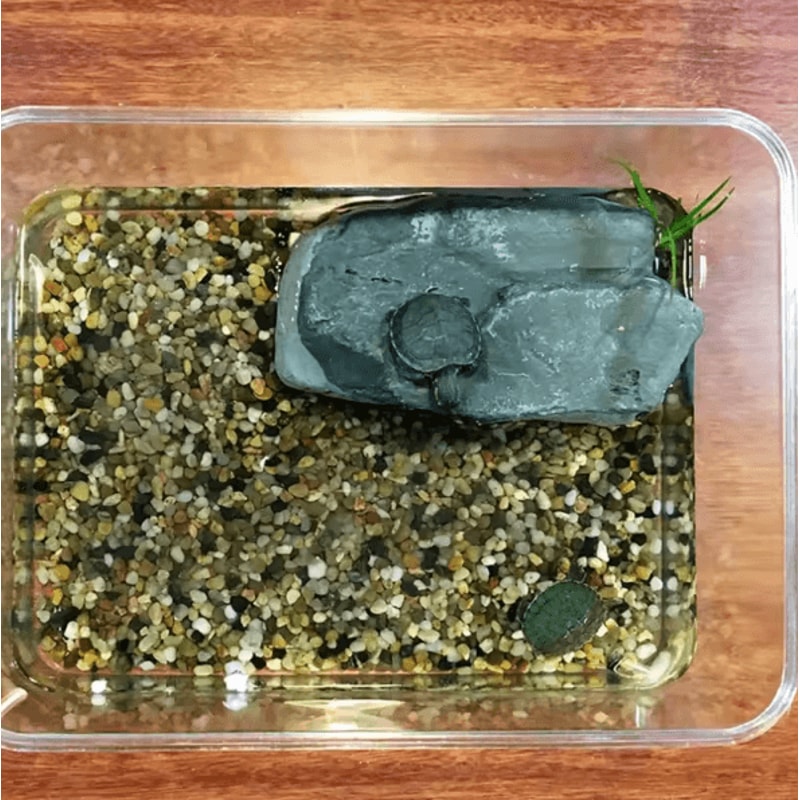Creative Reptile Basking Platform And Resin Rest Cave For Turtle And Terrarium Habitats 3