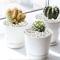 Natural Decorative Cobblestone Pebbles For Succulent Bonsai Fish Tank And Home Garden Decor 1