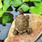 Charming Mini Turtle Statue For Aquarium Fairy Garden And Home Decor 3