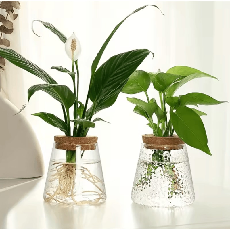 Glass Hydroponic Plant Propagation Station For Desktop And Home Decor 0