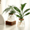 Glass Hydroponic Plant Propagation Station For Desktop And Home Decor 2