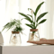 Glass Hydroponic Plant Propagation Station For Desktop And Home Decor 3