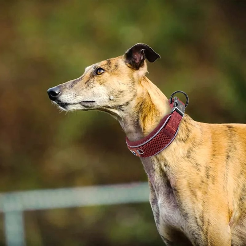 Personalized Reflective Mesh Dog Collar 4