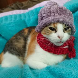 hat and scarf for cats