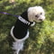 Summer Pet Clothes Vest for Small Dogs Chihuahua Yorkshire Puppy Cats Security Clothing for Dogs T-shirt