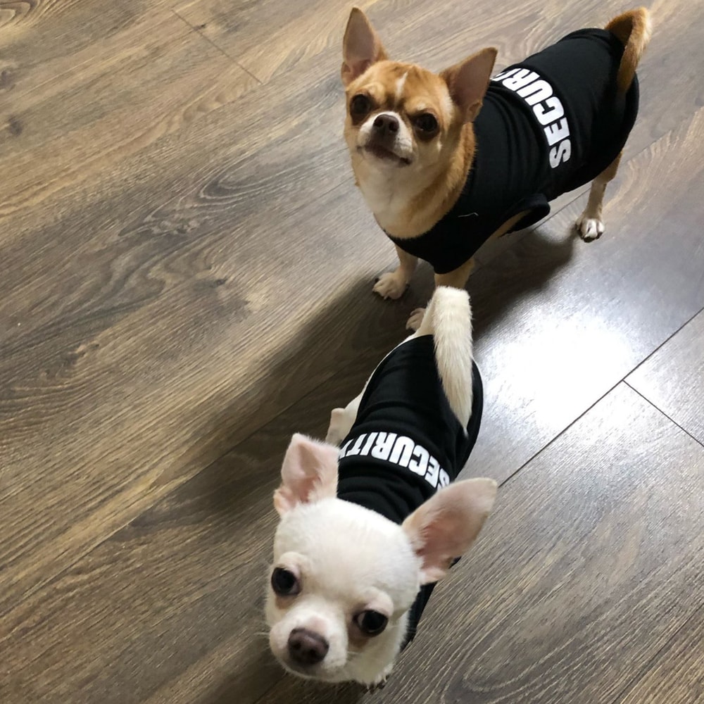 Summer Pet Clothes Vest for Small Dogs Chihuahua Yorkshire Puppy Cats Security Clothing for Dogs T-shirt