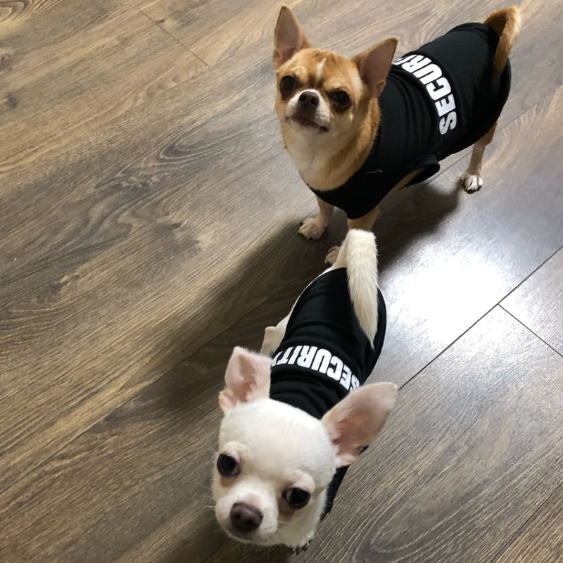 Summer Pet Clothes Vest for Small Dogs Chihuahua Yorkshire Puppy Cats Security Clothing for Dogs T-shirt